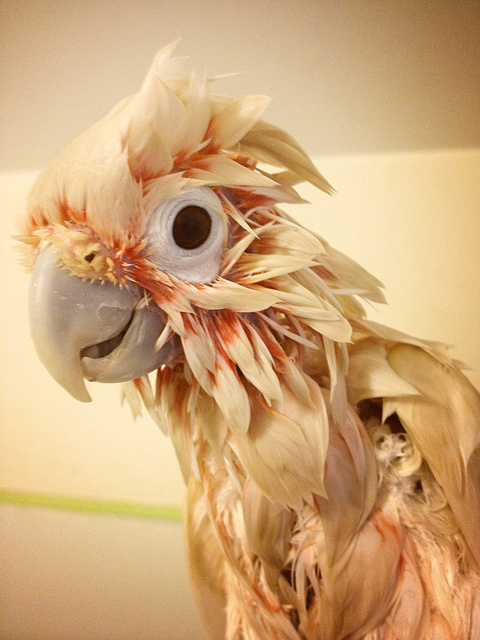 After her bath