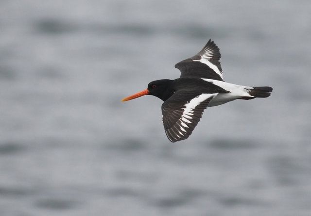 Oystercatcher