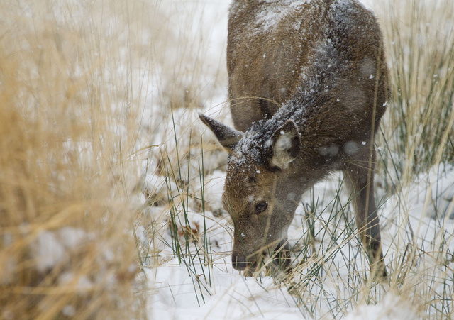 Red deer