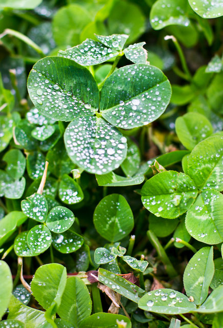 clover 1