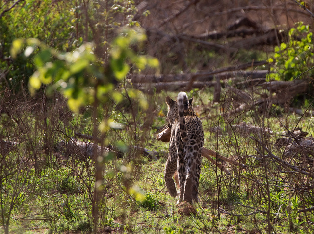Leopard with impala kill