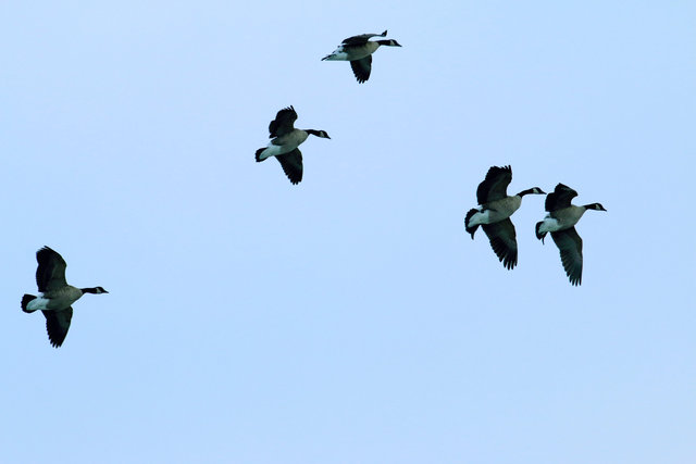 Canada Geese, February, southern Ohio