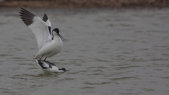 Mating Avocets