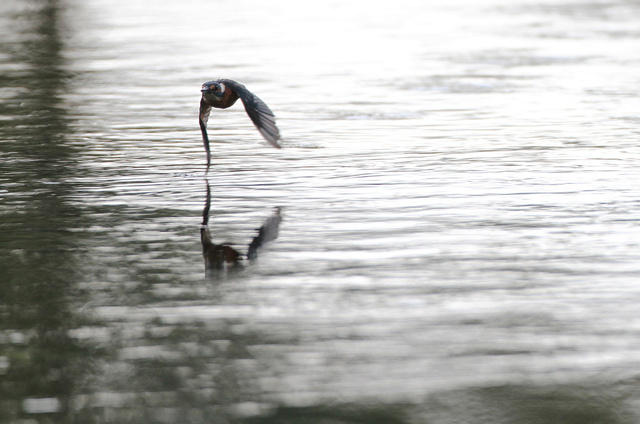 Kingfisher