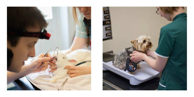Nick John Lord veterinary photography