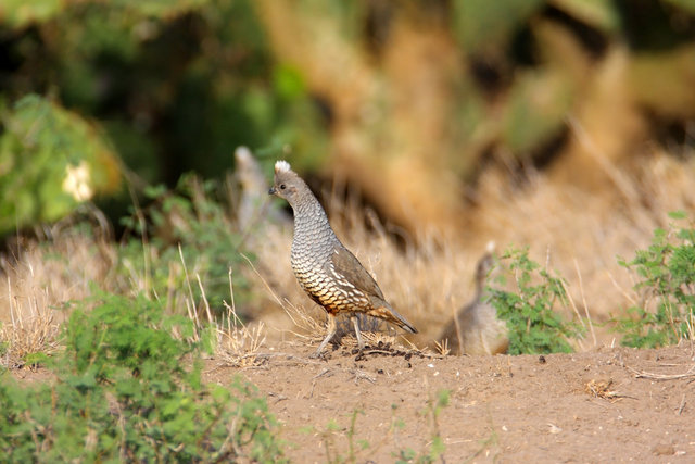 Scaled Quail, southern Texas