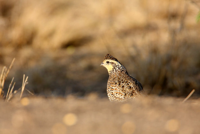 Northern Bobwhite Quail (female), southern Texas