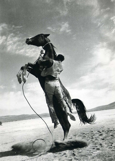 horse.jpg