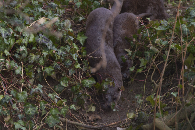 Female otter leading cub into water