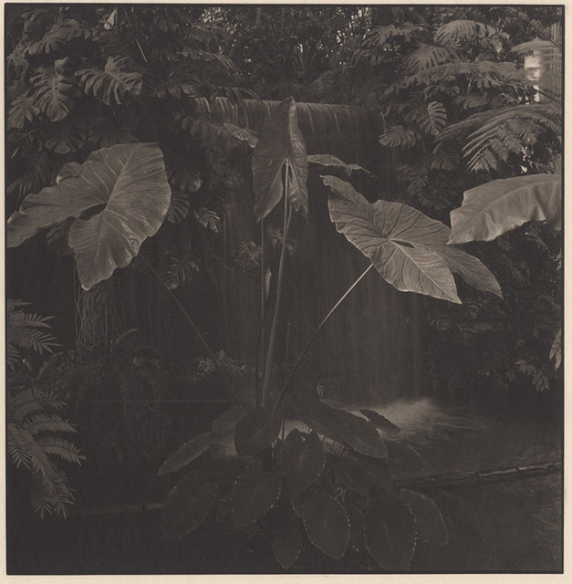 Miniture of Garden Memory - Plants #14 © Takeshi Shikama