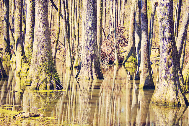 swamp 4