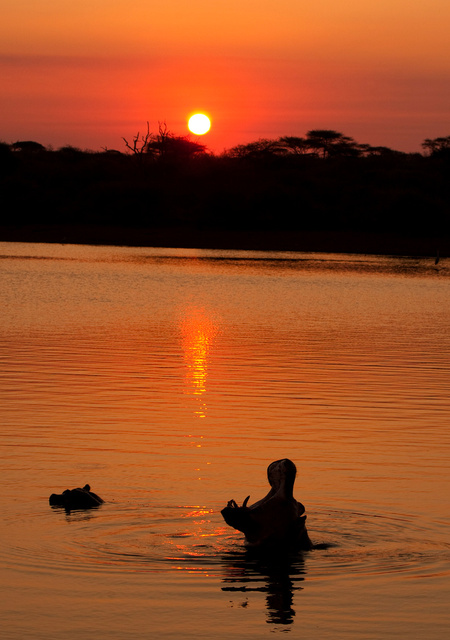 Hippos at Sunset Dam