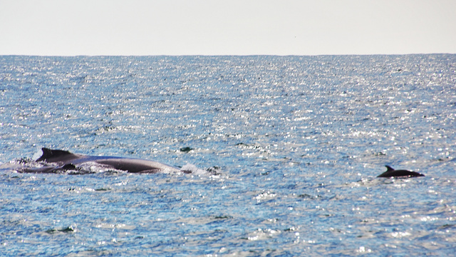 Humpback Momma, baby and a friend