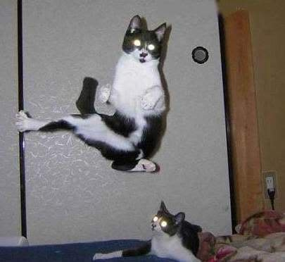 flying_cats.jpg