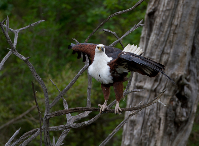 African Fish Eagle