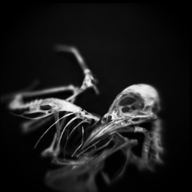 Skeleton, Worm-eating Warbler (<i>Helmitheros vermivorum</i>), Holga 120N, Ilford Delta Pro 100, 2015