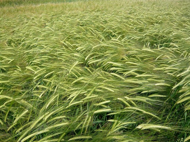 Barley near Burnham Green (2) VB.JPG