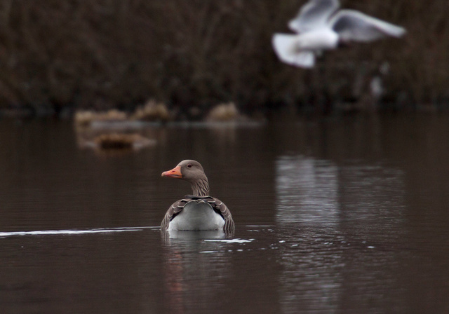 Grauwe gans