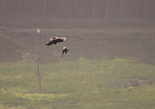 Hen harrier pursues short-eared owl with prey