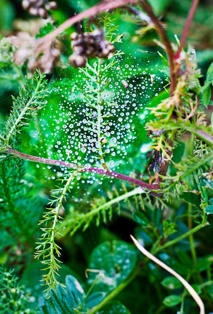 spiderweb 1