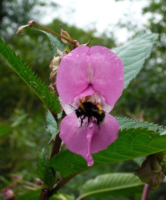 Pink flower and bee (2) VB.JPG