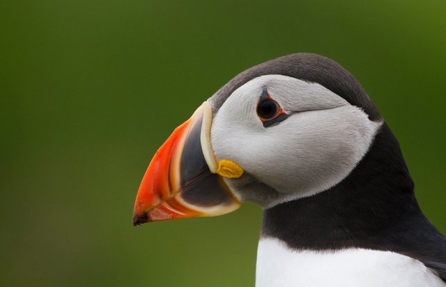 Puffin