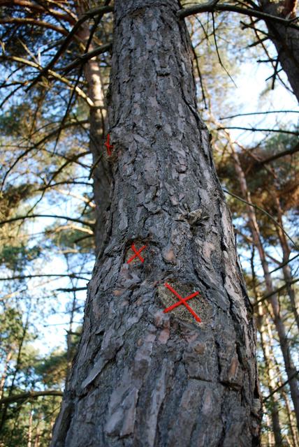 Tree restorations