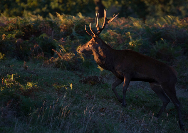 Red Deer Stag