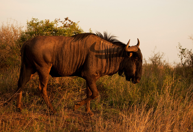 Wildebeest