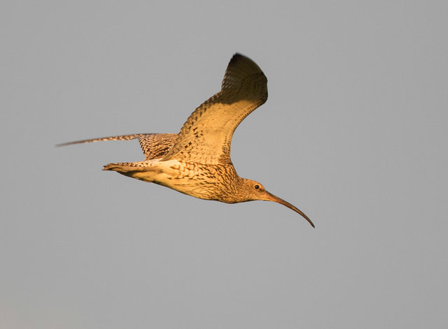 Curlew