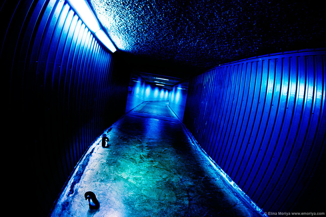 emoriya_penguins_07031283.jpg