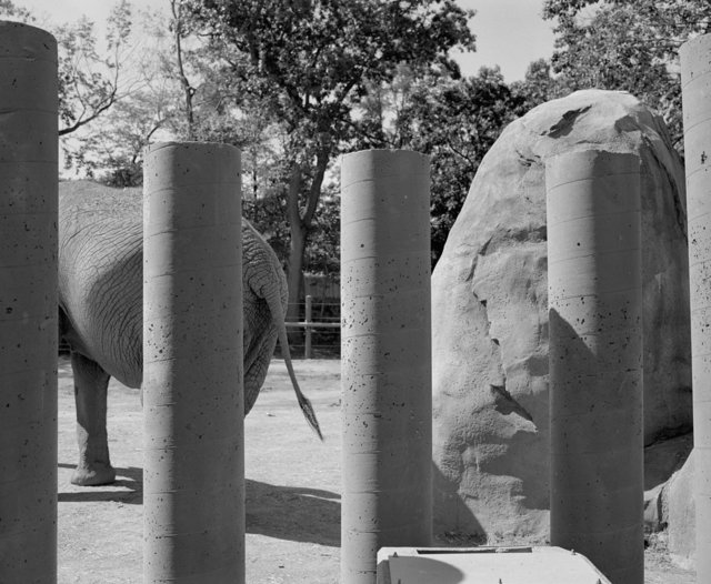  Elephant Forms Series #14.jpg