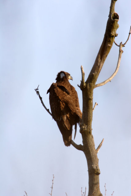 Immature Bald Eagle, Ohio