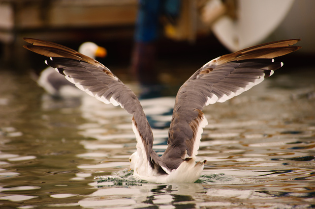 Pelican, Half Moon Bay, Caifornia