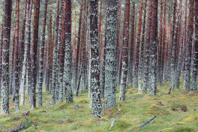 Braemar trees_6213841839_o.jpg