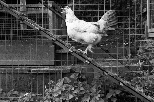 Chicken, Blakeney, Gloucestershire