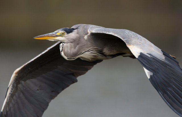 Grey heron