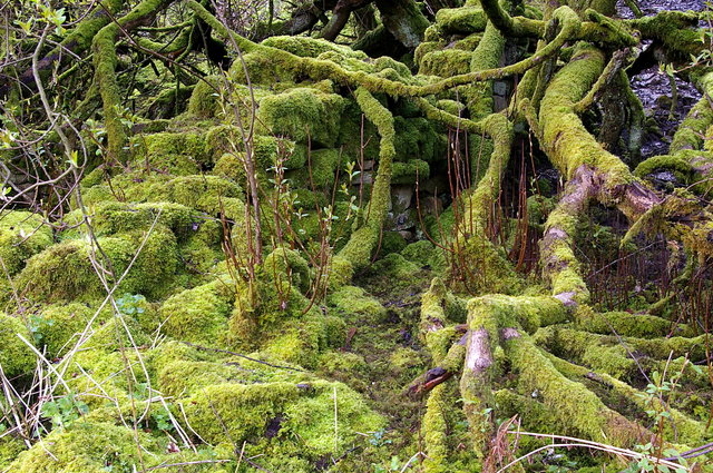 Mossy Wall & Branches near Keld VB.JPG