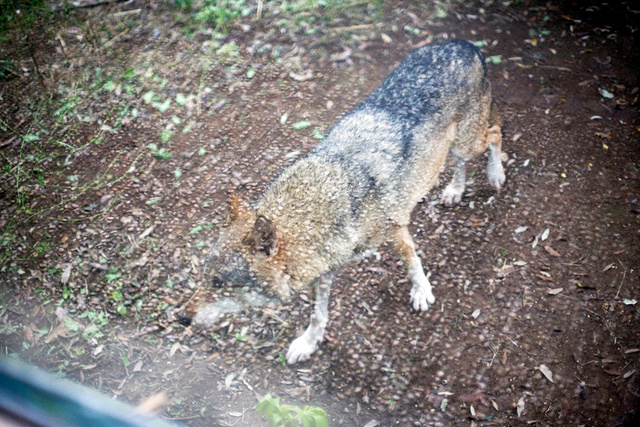 Eurasian Wolf (Canis lupus lupus).