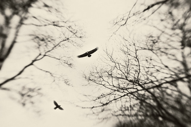 Next Winter