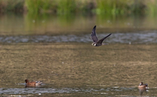 Hobby