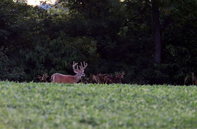 IMG_5553worked_small_Crop.jpg