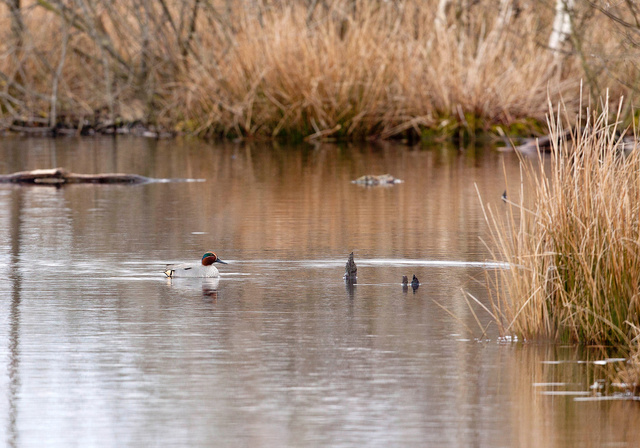 Wintertaling