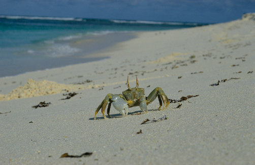 sc93_ghost_crab.jpg