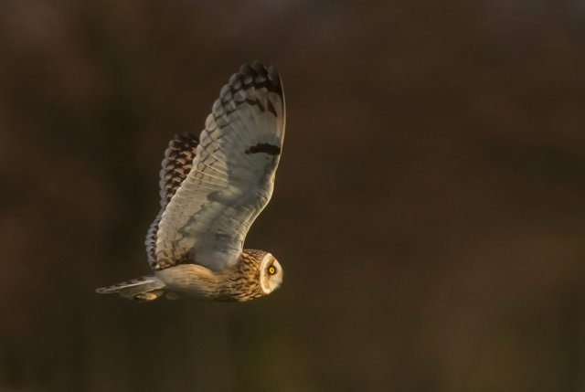 Short-eared Owl