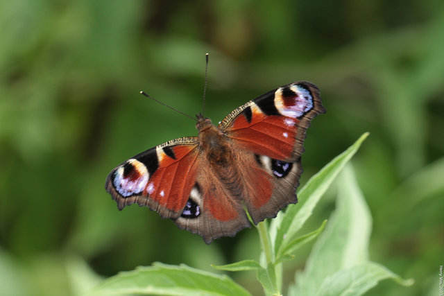 Vanessa (Aglais io)