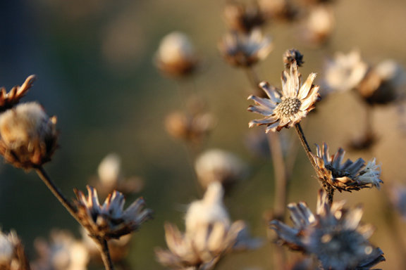 SeedHead2.jpg