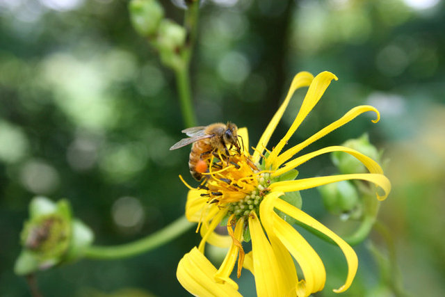 Bees are vital to permaculture health