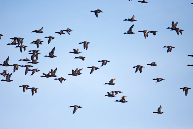 A flock of Redhead and Ring-necked Ducks, spring, southern Ohio.