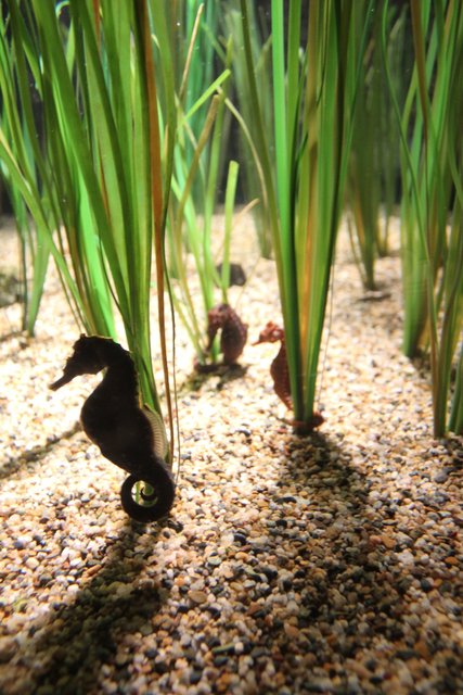 The Sea Horse Gang...